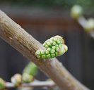 Mulberry tree unopened flower bud