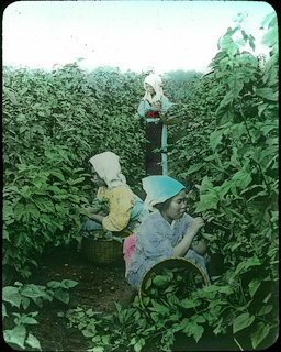 Gathering Mulberry Leaves