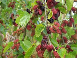 Morus alba (fruits)