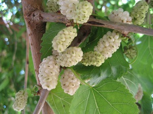 Morus alba branch