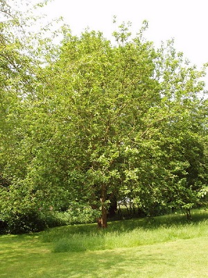 White Mulberry tree at Fulham Palace. The white mulberry is the one used to feed silkworms