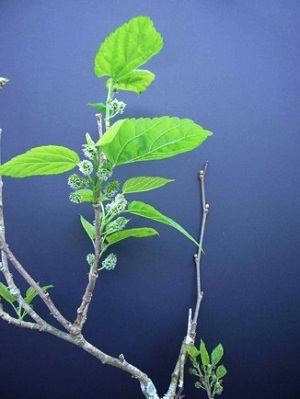 Unripe red mulberries, young leaves edible cooked