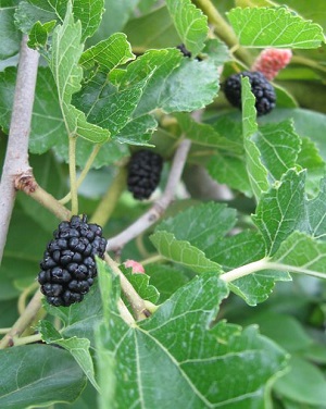 Pandora’s Box Weeping Mulberry – Funky Tree and That Fruit Too!