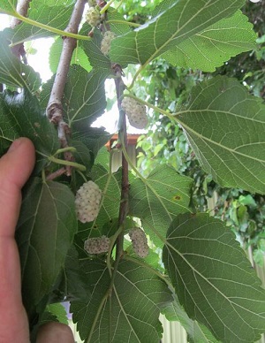 Ranger Ken’s Mulberry – Sweet White Mulberries!