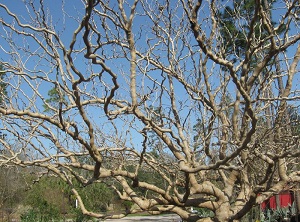 Callie’s Delight’ Contorted Mulberry – Fruiting Contorted Mulberry!