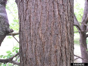 Red mulberry (Morus rubra) L. bark