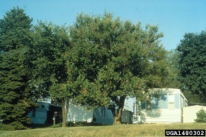 Red mulberry Morus rubra L. tree