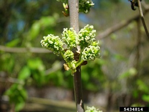 Red mulberry (Morus rubra) flowers