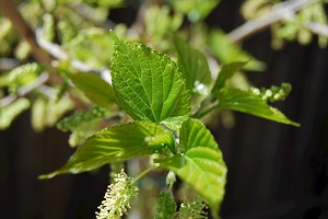 Morus alba leaves