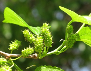 Morus alba flowers