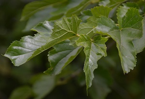 White mulberry leaves