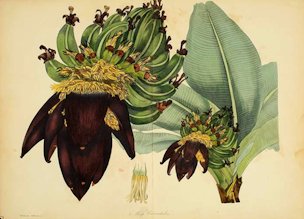 Musa acuminata Colla [as Musa cavendishii Lamb.]