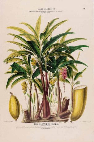 Musa paradisiaca L.