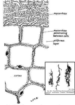 Transverse section of part of a root of the Scots pine (Pinus sylvestris), showing the Piliferous layer, surrounded by ectotrophic Mycorrhiza. Note some of the fungal hyphae penetrating between the cells.