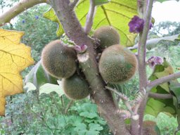 Solanum quitoense