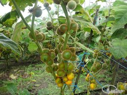 Naranjilla