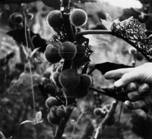 Naranjilla fruit on a plant growing near Versailles, Colombia.