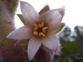 Solanum quitoense