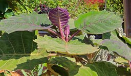 Solanum quitoense in the Trial Gardens at the University of Ga., Athense