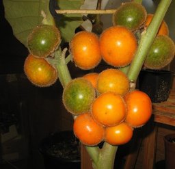 Solanum quitoense