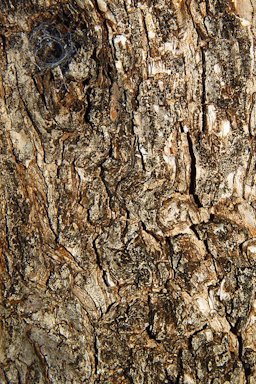 Olea europaea bark, Forest of Olive trees. Karlsruhe, Germany