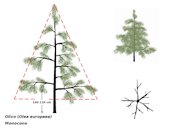 Olive-tree growing systems: monocone form