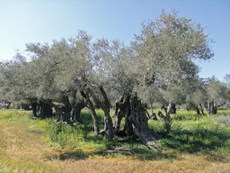 Olea europaea