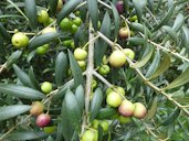 Olea europaea subsp. europaea (European olive) Fruit leaves at Skyline Zipline Crater Rd, Maui, Hawaii.