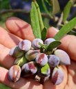 An olive grower shows koroneiki olives ripe for harvest. Corning, California