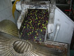 Olive oil mill