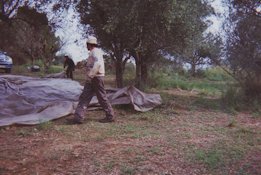 First action is to lay out the olive nets and sheets on the ground.