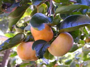 Oriental Persimmons