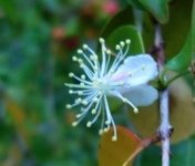 Surinam Cherry is closely realted to the Simpson Stopper with similar blossoms