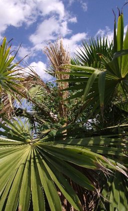 Only the spear leaf and next youngest leaf are affected by the pathogen; older leaves remain healthy