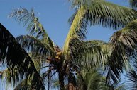 Bud rot of Cocos nucifera