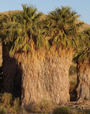 Washingtonia filifera habit. Coachella Valley Preserve, Thousand Palms Oasis