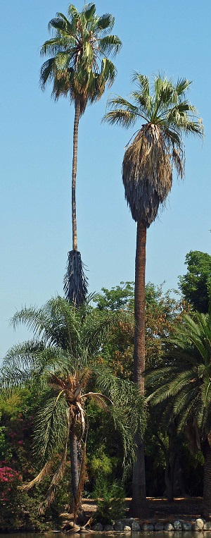 Photo of W. robusta (left) W. filifera (right)