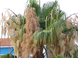 Washingtonia filifera close up, Torrelamata, Torrevieja, Alicante, Spain