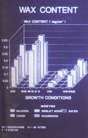 Comparison of leaf epicuticular wax between greenhouse- grown, tissue culture- derived