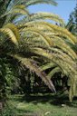 Phoenix canariensis showing both K (oldest leaves) and Mg (middle-aged leaves) deficiencies