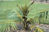 Manganese deficiency or "frizzletop" on Syagrus romanzoffiana caused by high soil pH. Note that old leaves are full size, while young leaves are greatly reduced in size