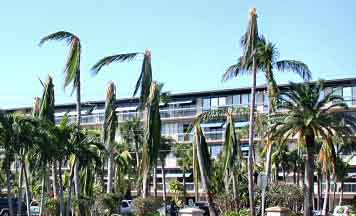 Overpruned coconut palms after hurricane Wilma