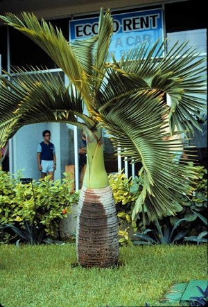 Hyophorbe lagenicaulis (bottle palm) showing crownshaft, the distinct smooth green region of the stem above the gray wood