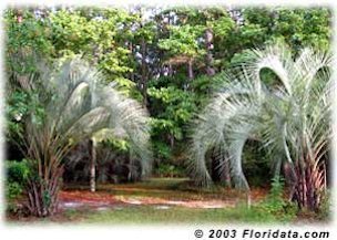 Jack planted these pindos from 1 gal containers 12 years ago