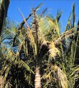 Late-stage K deficiency in Cocos nucifera showing small chlorotic and necrotic new leaves and trunk tapering. This palm died shortly after the photo was taken