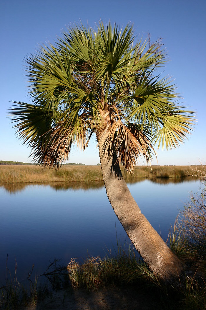 Cabbage palm