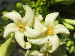 Carica papaya male flowers in Mozambique, Africa.