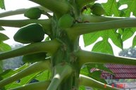 Fruit Forming on a Papaya