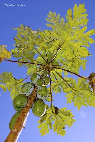 Papaya in fruit in January in Florida