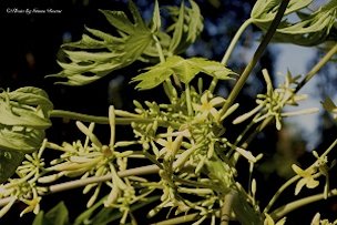 Papaya blossoms can be he’s, she’s, and them’s